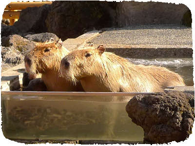 Capybara