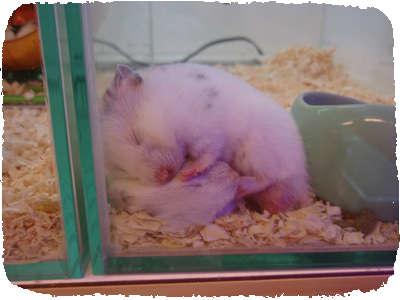 Hamster 2009
