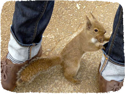 Squirrel in Inokashira Park