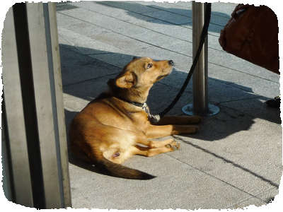 Chiristmas dog