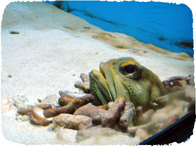 Kasai Aquarium
