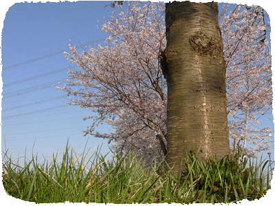 Tamagawa Hanami