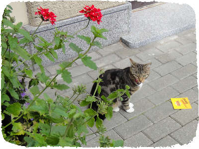 Cats in Latvia