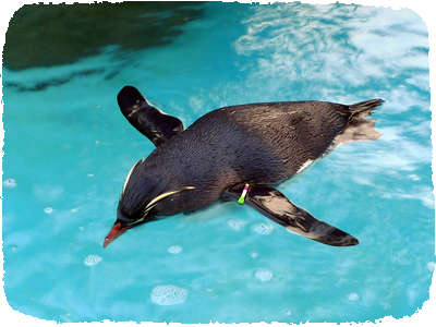 Misaki Aquarium