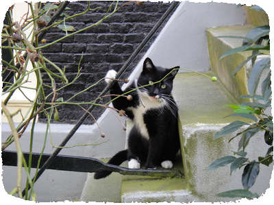 Cats in Netherlands