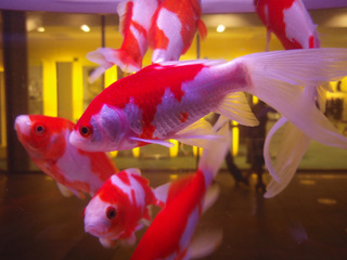 Aquarium