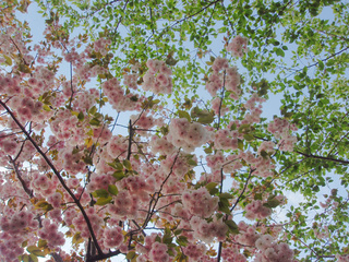 Sakura
