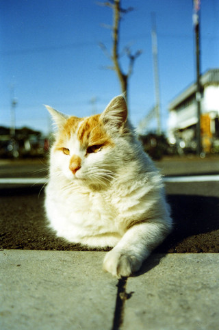Cat near the boat race station